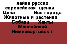 лайка русско-европейская (щенки) › Цена ­ 5 000 - Все города Животные и растения » Собаки   . Ханты-Мансийский,Нижневартовск г.